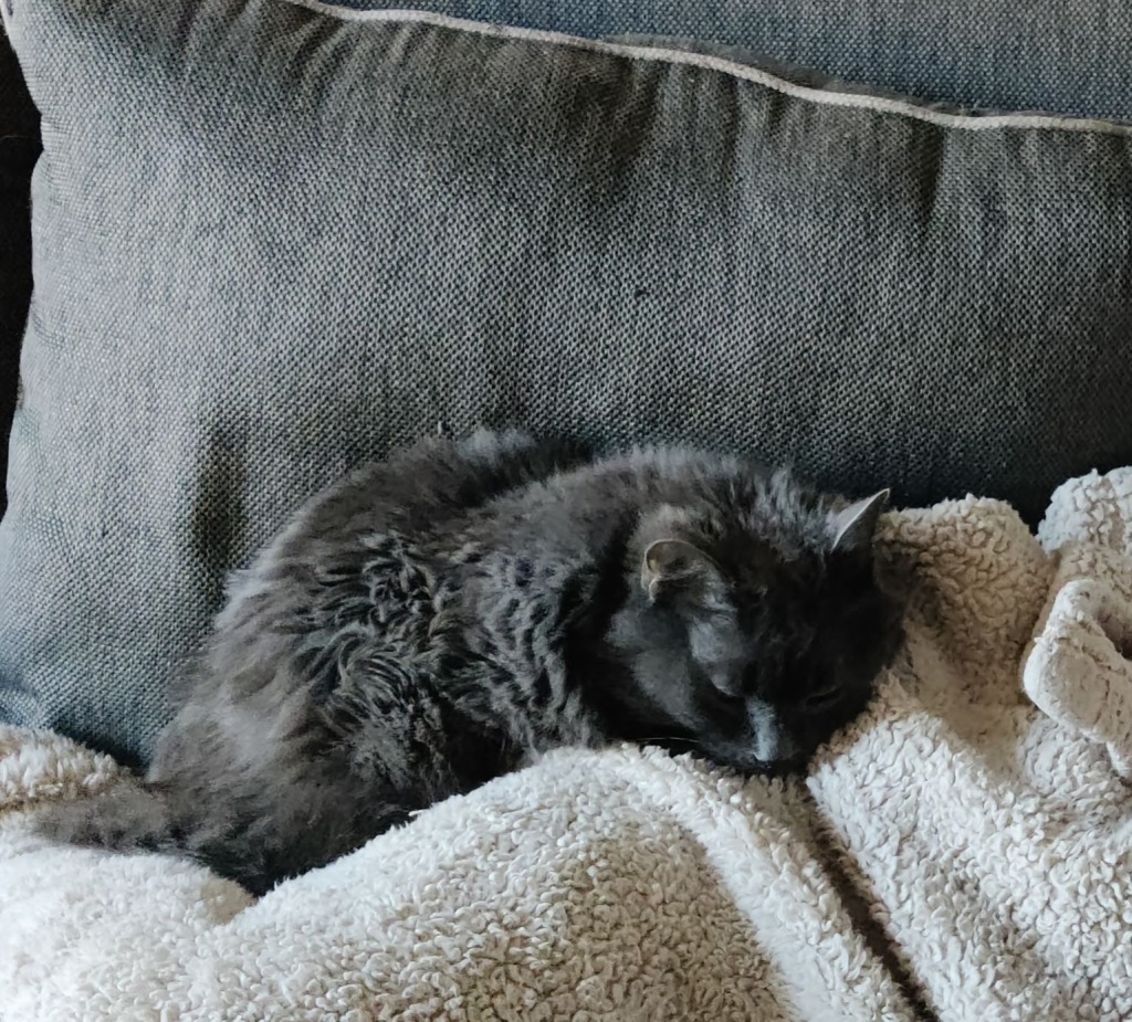 Photo of Allie asleep on a blanket on our couch earlier this year. Not pictured is that Arlene is the one under the blanket.